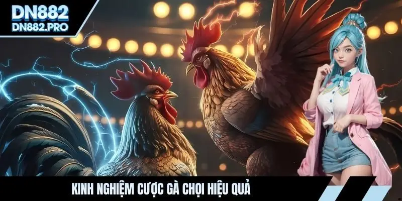 Đá Gà DN88 - Sân Chơi Cá Cược Chiến Kê Số Một Việt Nam