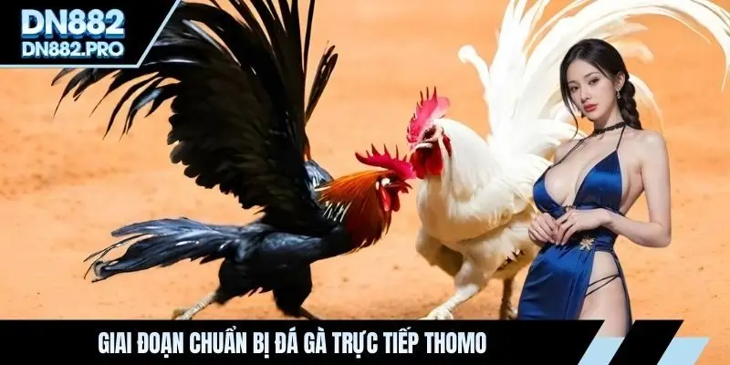 Đá Gà Trực Tiếp Thomo - Quy Tụ Những Màn So Tài Mãn Nhãn