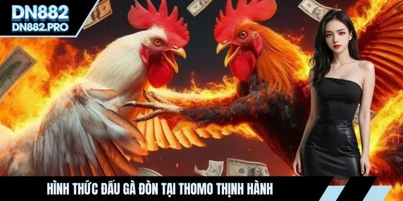 Đá Gà Trực Tiếp Thomo - Quy Tụ Những Màn So Tài Mãn Nhãn