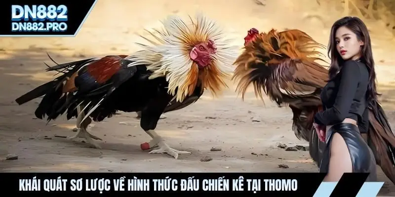 Đá Gà Trực Tiếp Thomo - Quy Tụ Những Màn So Tài Mãn Nhãn
